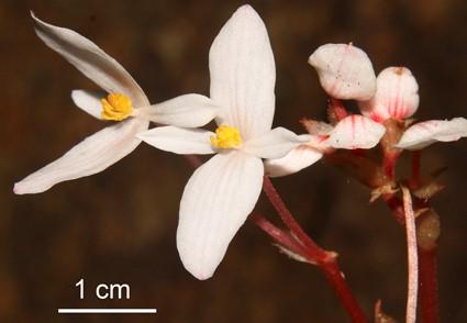 Phát hiện loài thực vật mới - Thu hải đường hoa thưa (Begonia Laxiflora) tại Khu bảo tồn thiên nhiên...