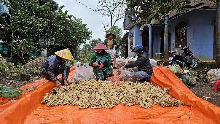 Nông dân Hướng Hóa phấn khởi vào vụ thu hoạch gừng phục vụ Tết