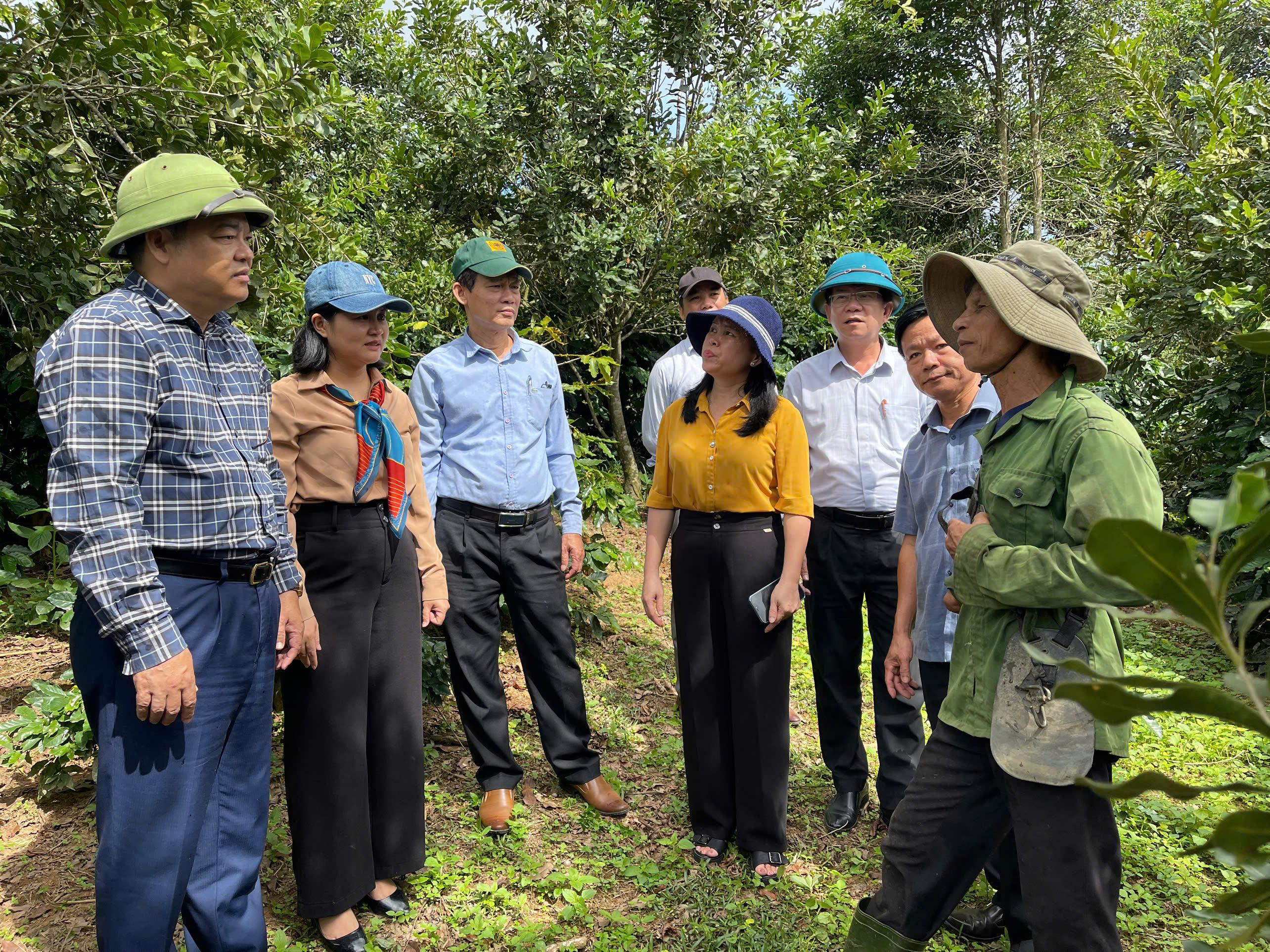 Những lợi ích từ mô hình trồng cà phê nông lâm kết hợp