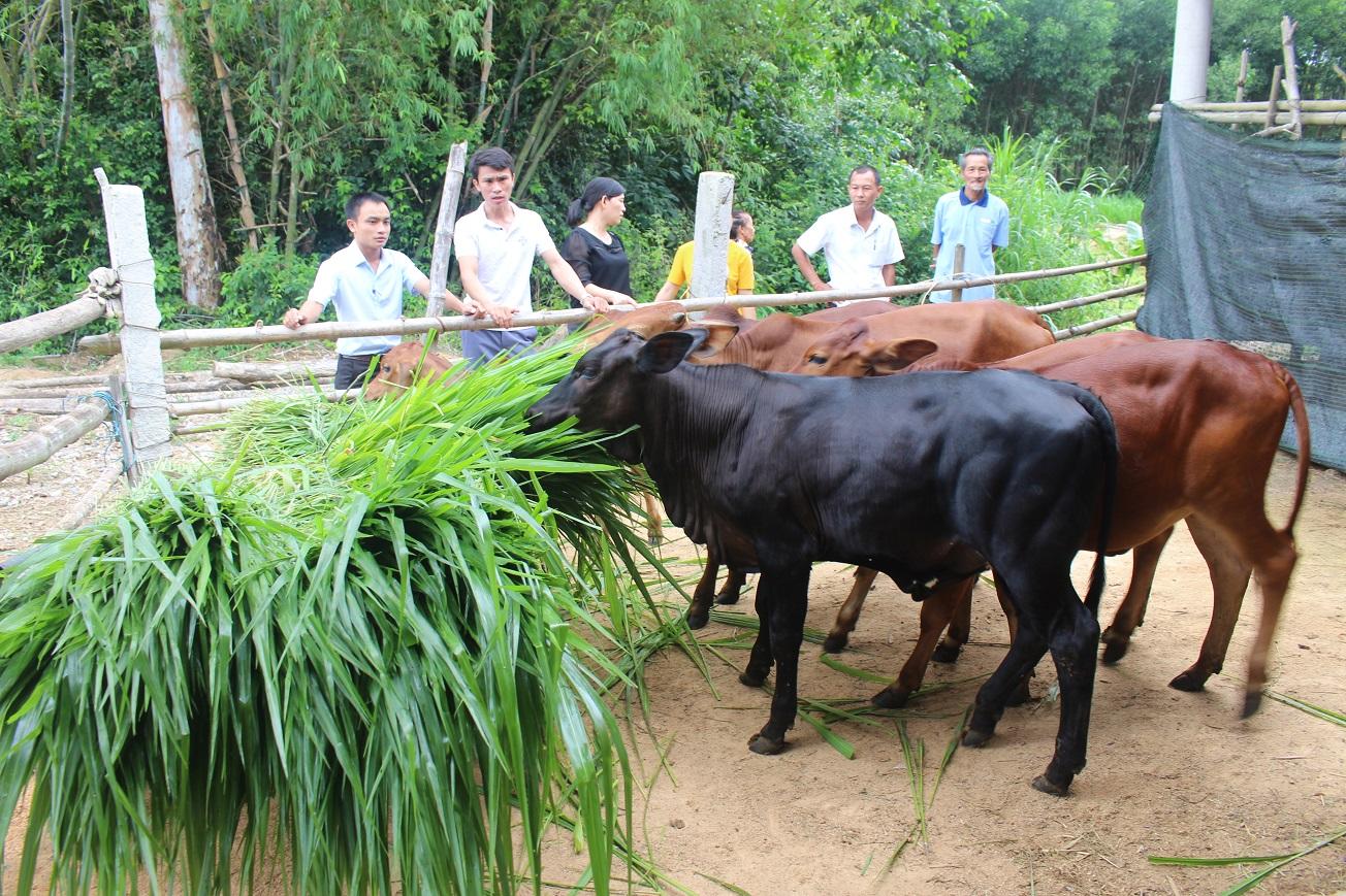 Chăn nuôi bò hiệu quả - góp phần xây dựng nông thôn mới bền vững