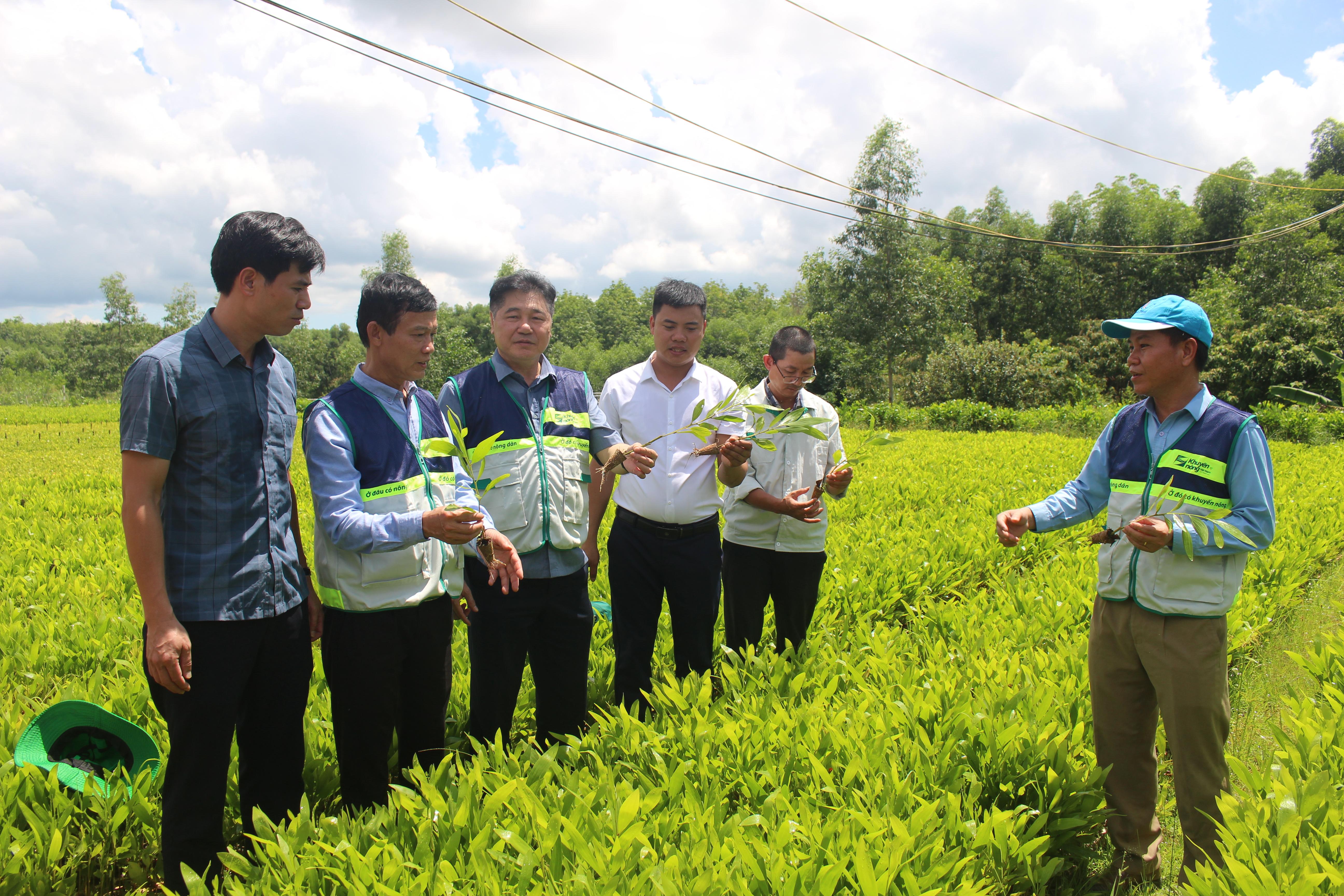 Trồng rừng gỗ lớn và chuyển hóa rừng gỗ nhỏ sang rừng gỗ lớn đang trở thành hướng phát triển bền...