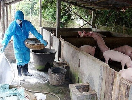 Huyện Hải Lăng công bố hết bệnh Dịch tả lợn Châu Phi trên địa bàn