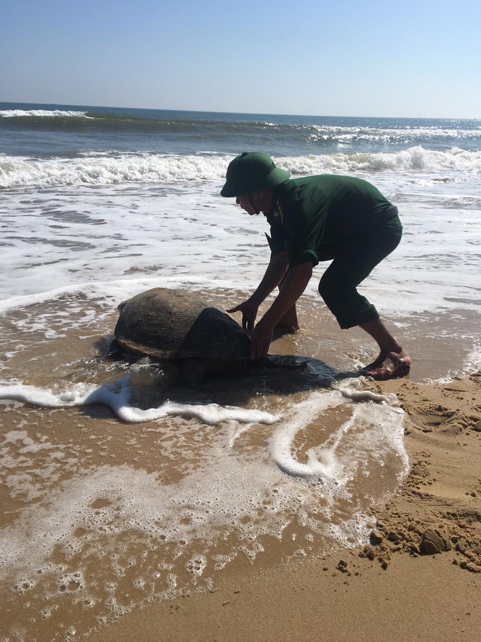 Cứu hộ thành công một cá thể rùa biển bị mắc lưới cách bờ biển xã Trung Giang, huyện Gio Linh, tỉnh...
