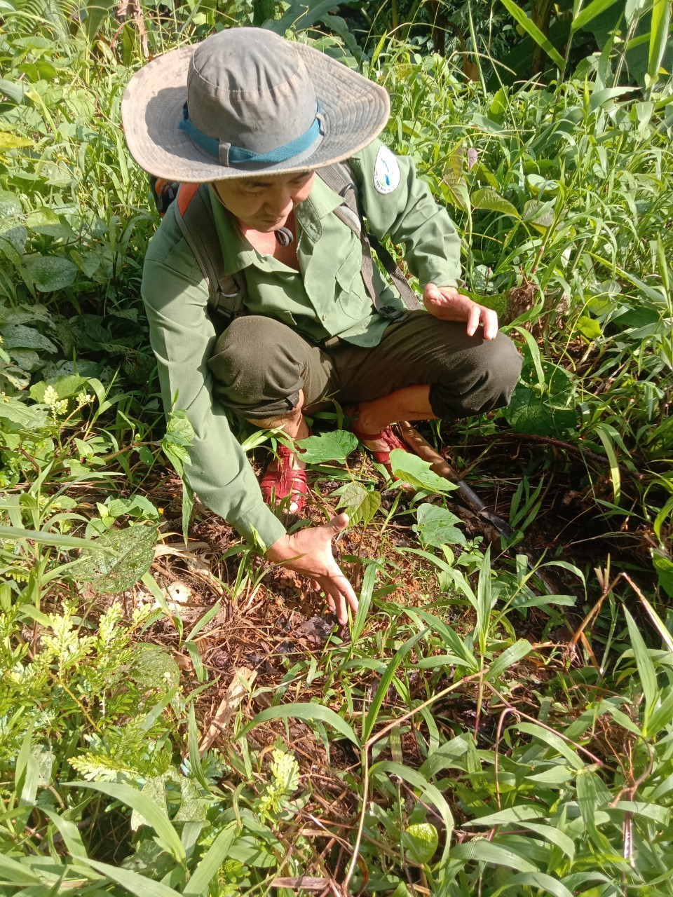Lãnh đạo BQL Khu bảo tồn thiên nhiên Đakrông kiểm tra công tác chăm sóc, bảo vệ rừng trồng
